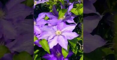 Clematis malva: La guía definitiva para cultivar estas hermosas flores