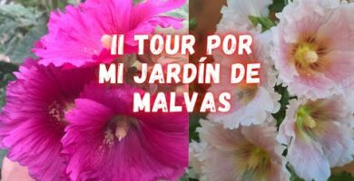 Flor Malva: Descubre la belleza de esta planta en tu jardín