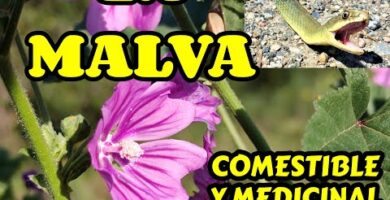 Malva Sylvestris Samen: El secreto de un jardín vibrante