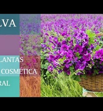 Malva the: Descubre los beneficios y usos de esta planta