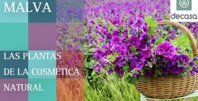 Descubre los beneficios de la Malva Parviflora: La planta medicinal que debes conocer