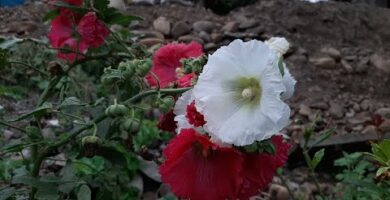 Cultivo de malva real: consejos y técnicas para obtener flores exuberantes